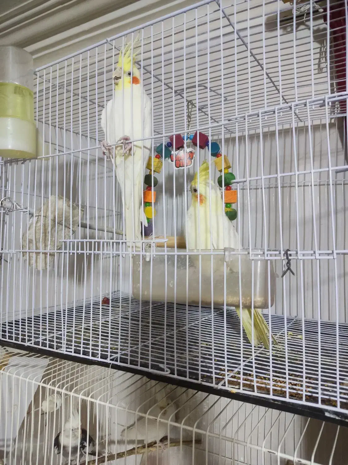 فروش یک جفت عروس هلندی|پرنده|سراوان, |دیوار