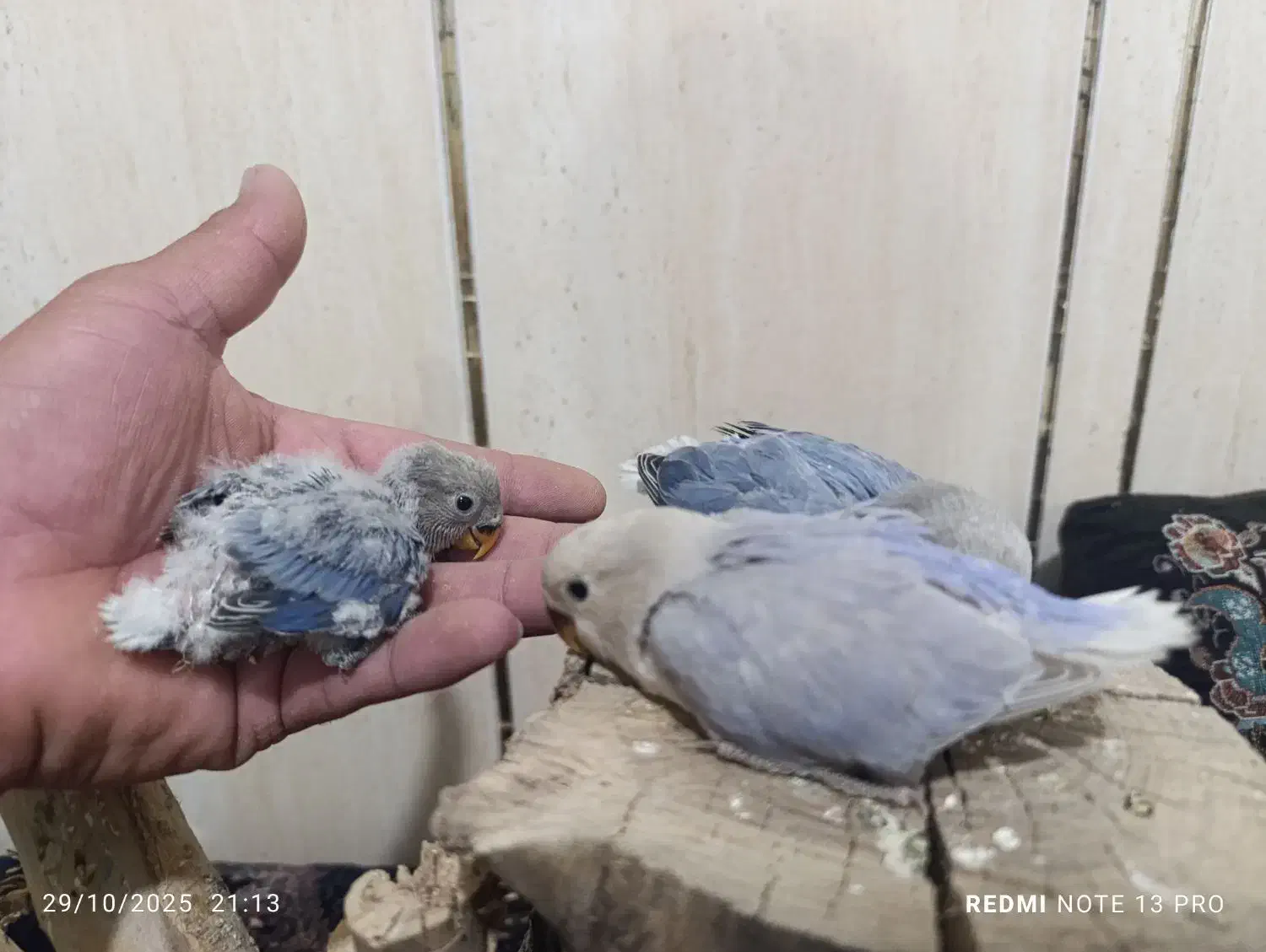 طوطی کوتوله برزیلی|پرنده|شهرضا, |دیوار