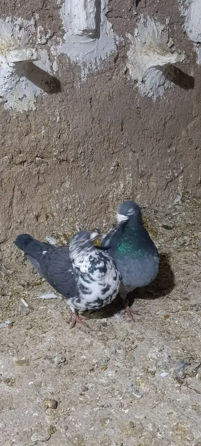 بزک|پرنده|آباده, |دیوار