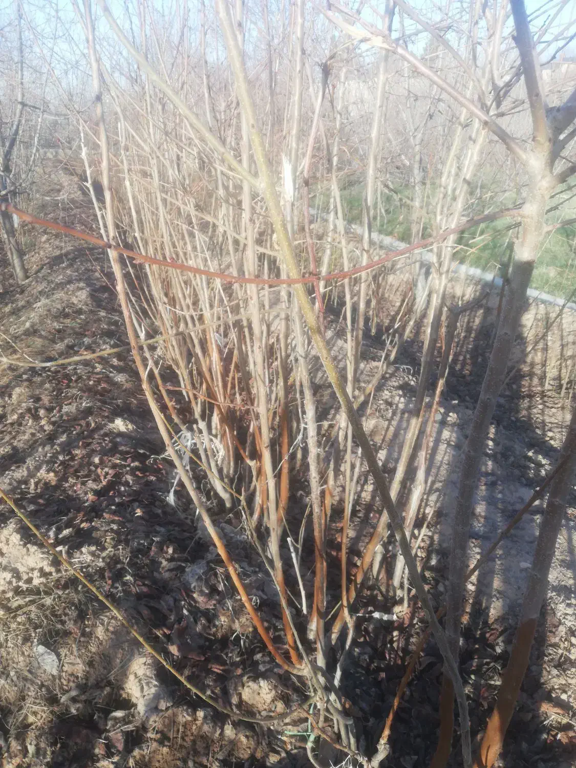 نهال گیلاس|خدمات باغبانی و درختکاری|نیشابور, فضل|دیوار