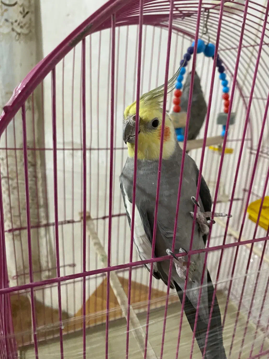 عروس هلندی|پرنده|مهاباد (آذربایجان غربی), |دیوار