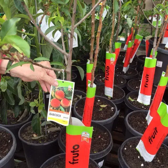 مرکز تولید نهال اصلاح شده و شناسنامه دار (ارومیه)|خدمات باغبانی و درختکاری|تهران, ترمینال غرب|دیوار