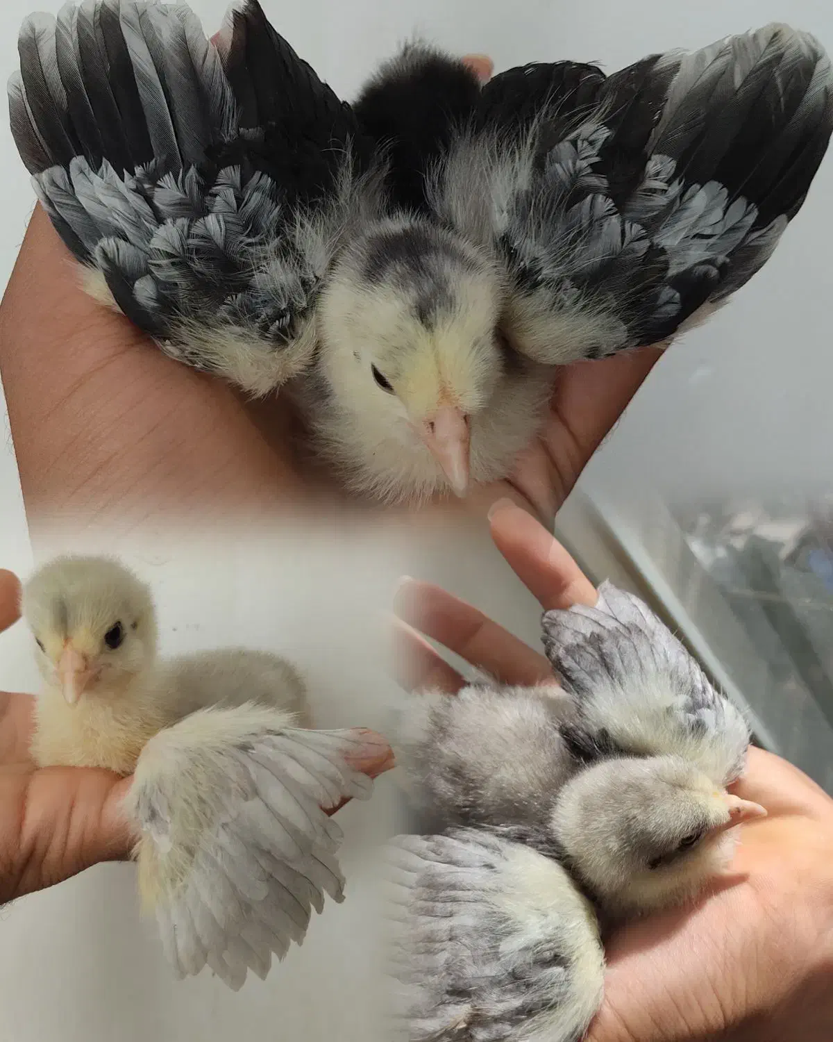 مرغ خروس و جوجه برهما لایت بلو بوف پاتریچ پورسلن|حیوانات مزرعه|مشهد, امیر|دیوار