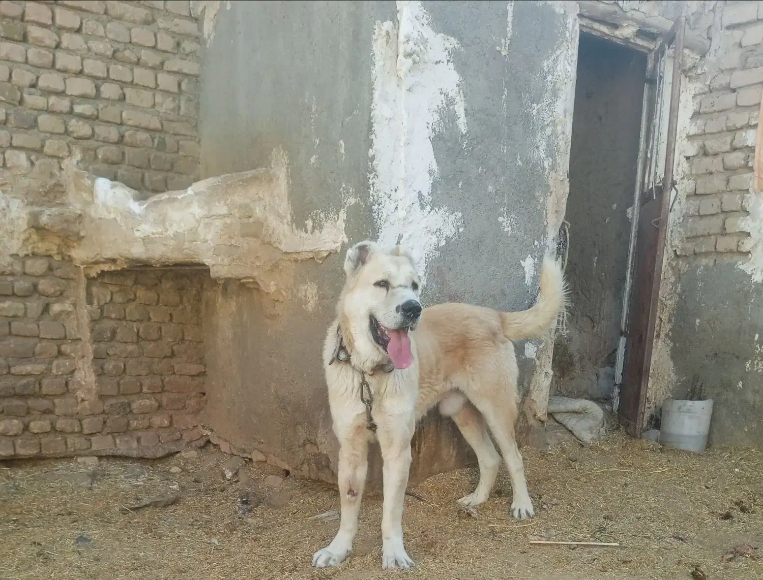 توله ها با سگ فروشیه|سگ|تربتحیدریه, باغ سلطانی|دیوار