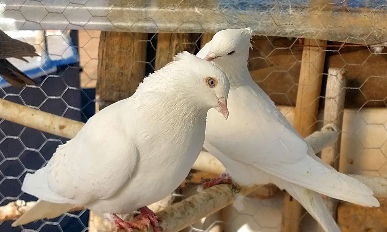 یک جفت کبوتر نروماده|پرنده|ابهر, |دیوار