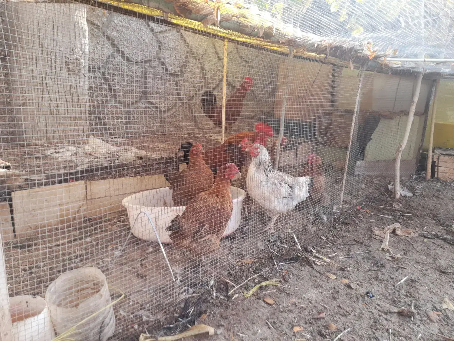 خروس|حیوانات مزرعه|صوفیان, |دیوار