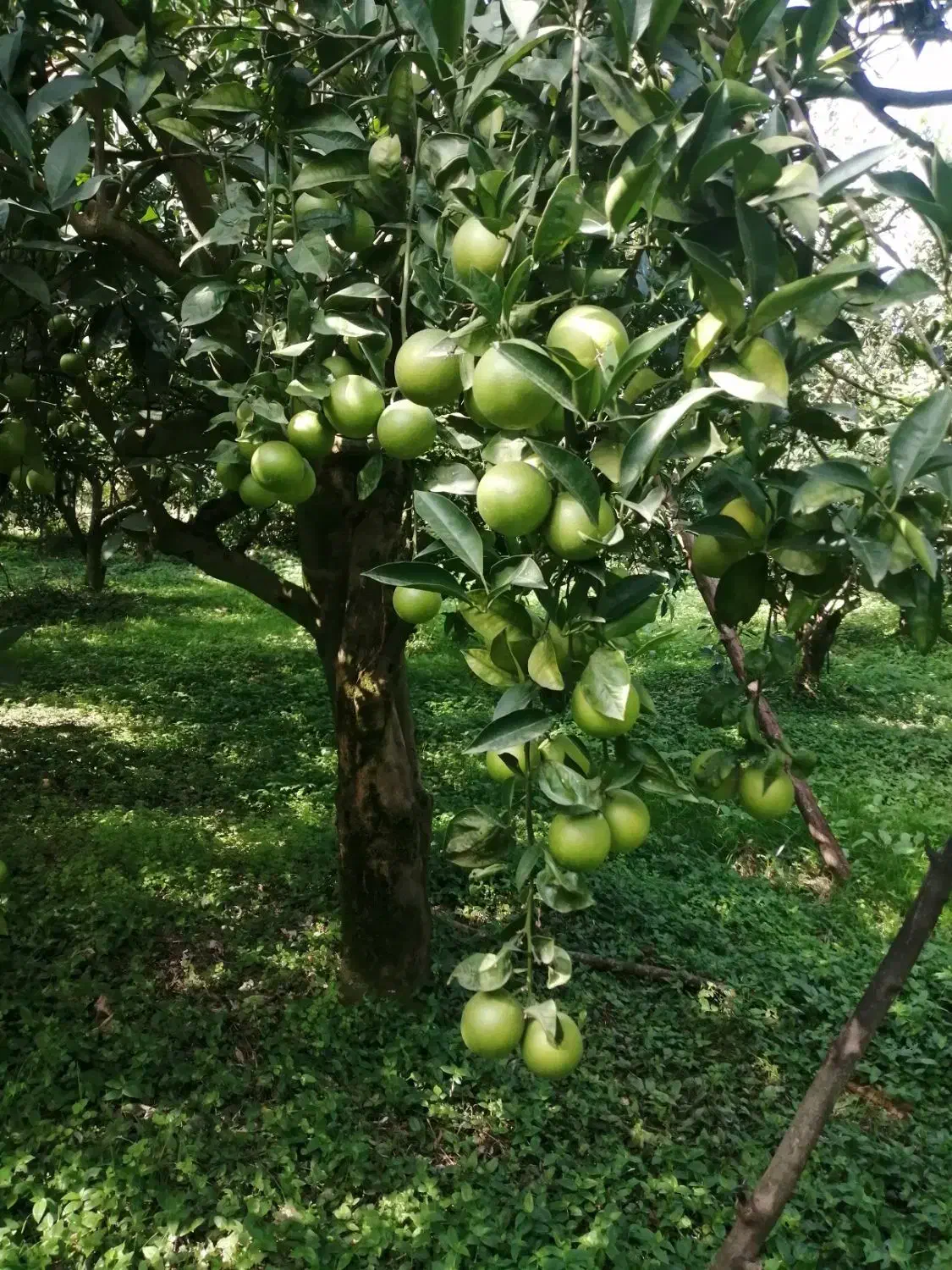 فروش پرتقال سردرختی|خوردنی و آشامیدنی|چابکسر, |دیوار