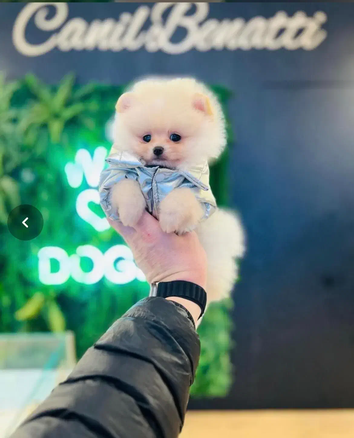 انوا.ع نژاد سگ های آپارتمانی|سگ|شیراز, فضلآباد|دیوار