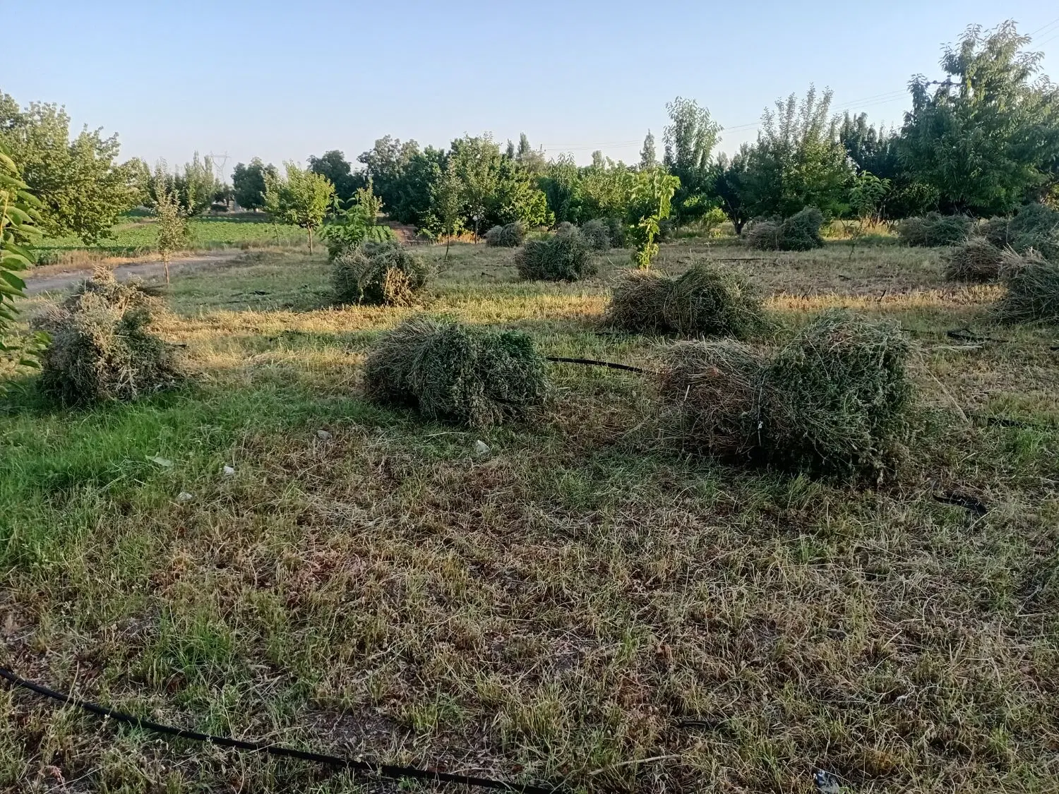 یونچه|عمده‌فروشی|زنجانرود, |دیوار