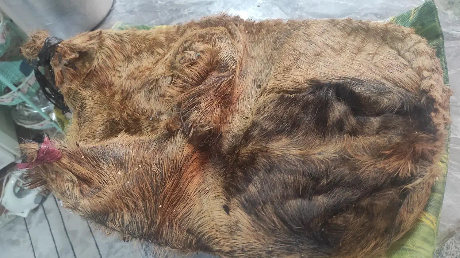 هیزه روغن|ظروف نگهدارنده، پلاستیکی، یکبارمصرف|خرمآباد, |دیوار