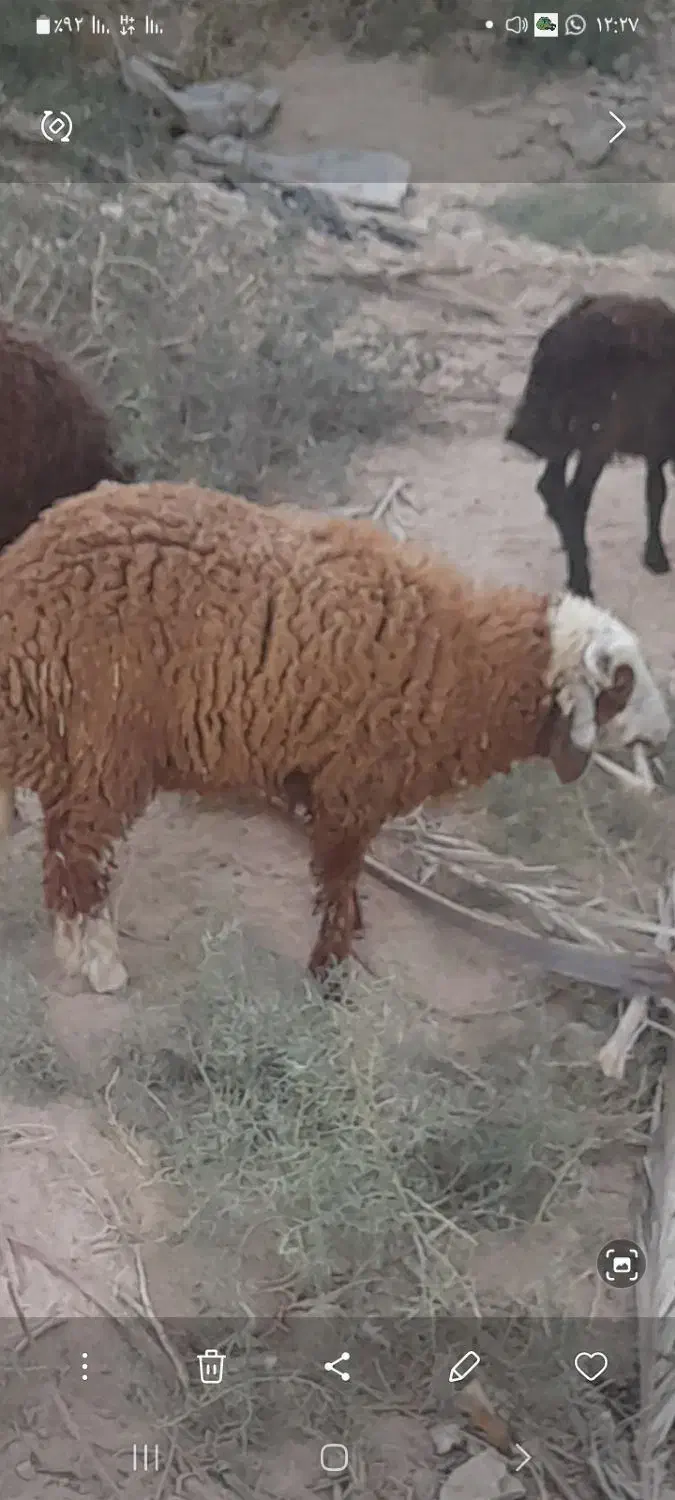 بره نر خوب و سرحال برای فروش|حیوانات مزرعه|چمران, |دیوار