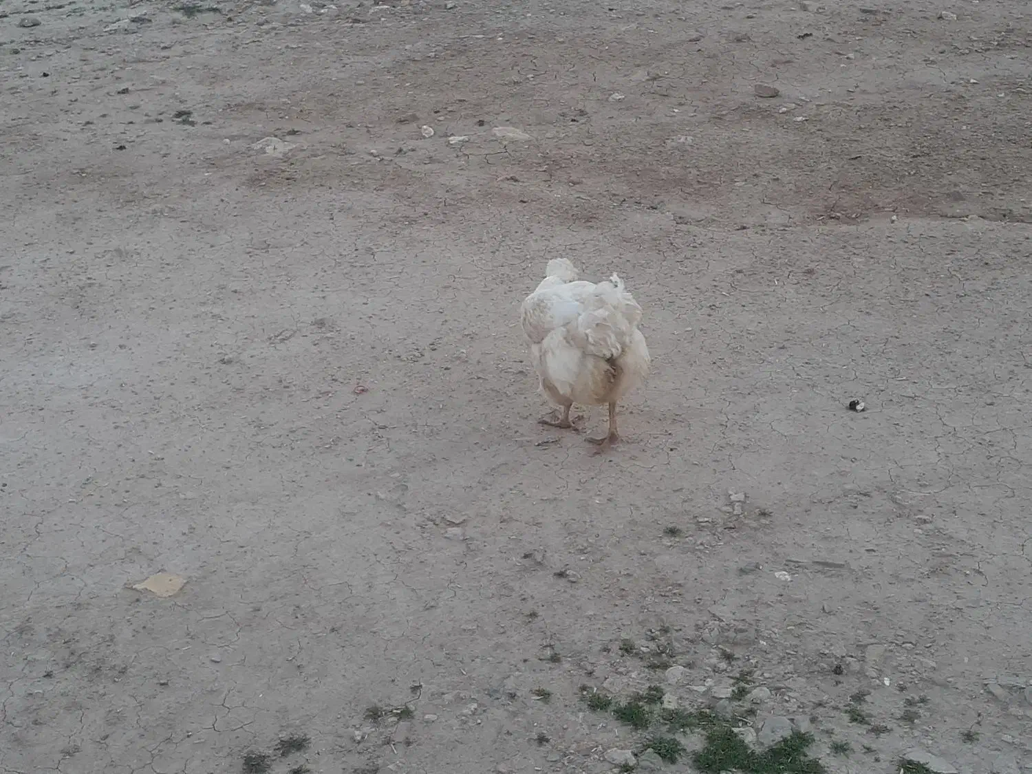 مرغ لری|حیوانات مزرعه|مسجد سلیمان, |دیوار