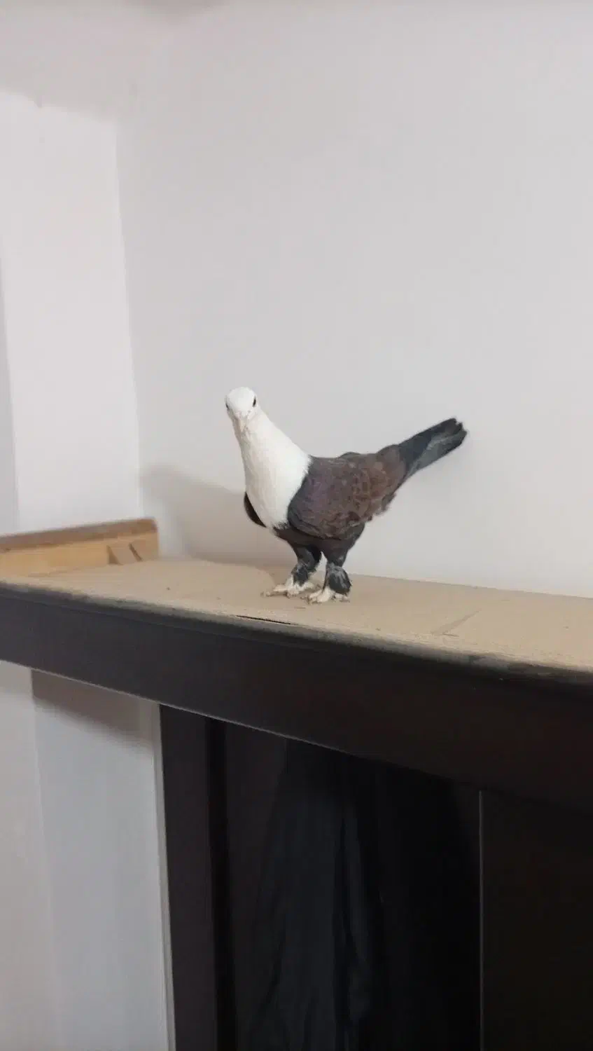 کلاغ کربلایی|پرنده|مشهد, کوشش|دیوار