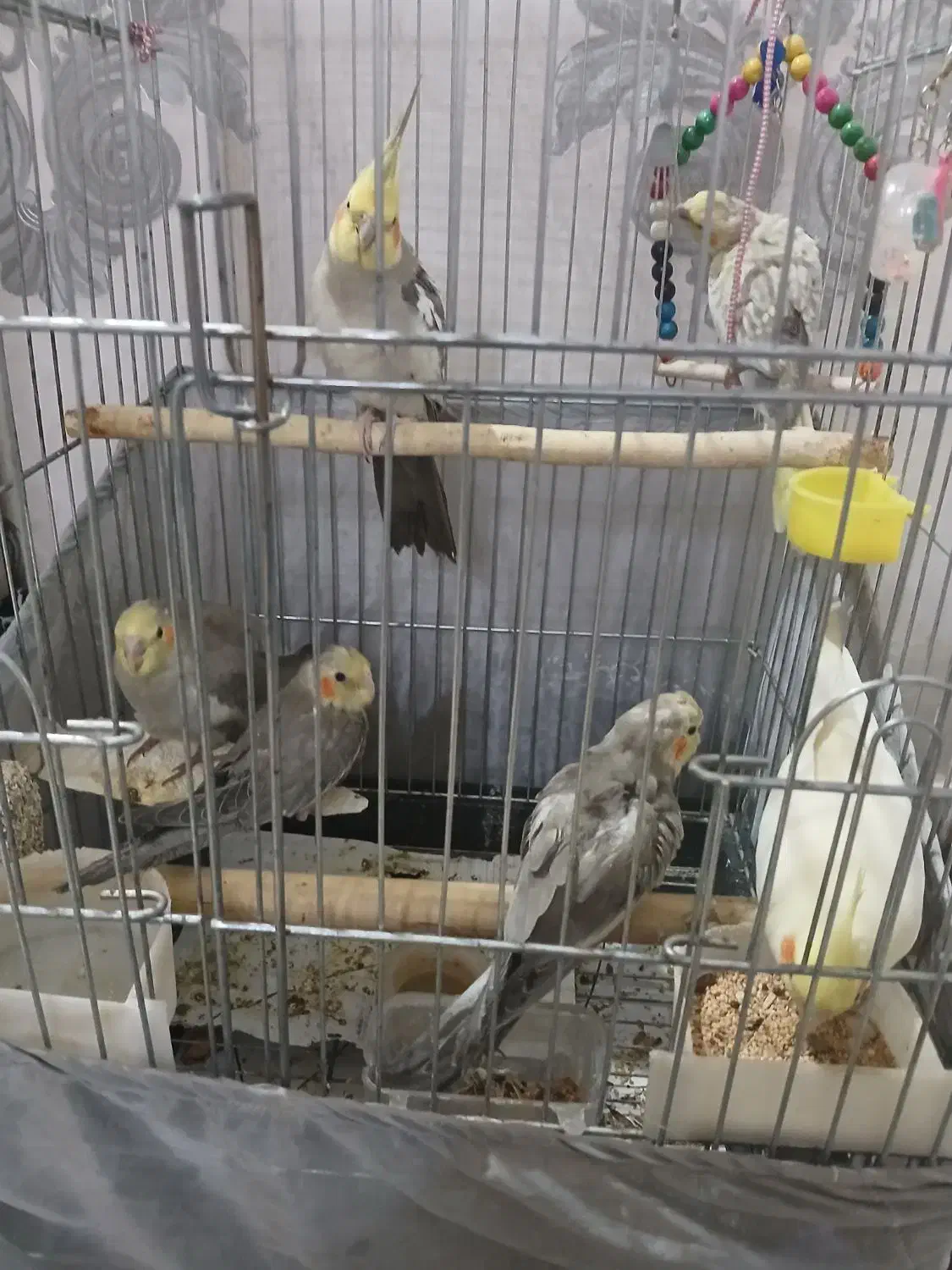 یک جفت عروس هلندی مولد جوان با چهارتا جوجه با قفس|پرنده|ری, دیلمان|دیوار