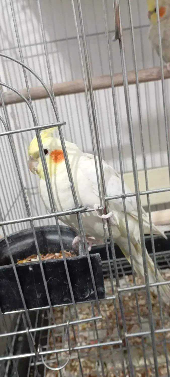 عروس هلندی جفت طلا|پرنده|چهاردانگه (تهران), |دیوار