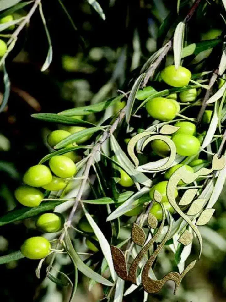 کاری|خدمات باغبانی و درختکاری|سلماس, |دیوار