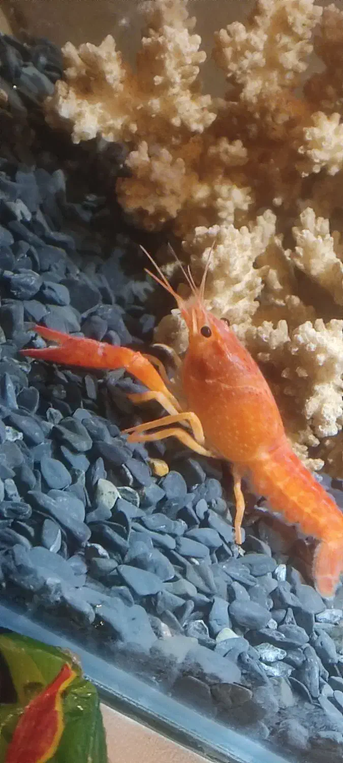 ماهی آکواریوم .لاوستر|ماهی|دماوند, دماوند|دیوار