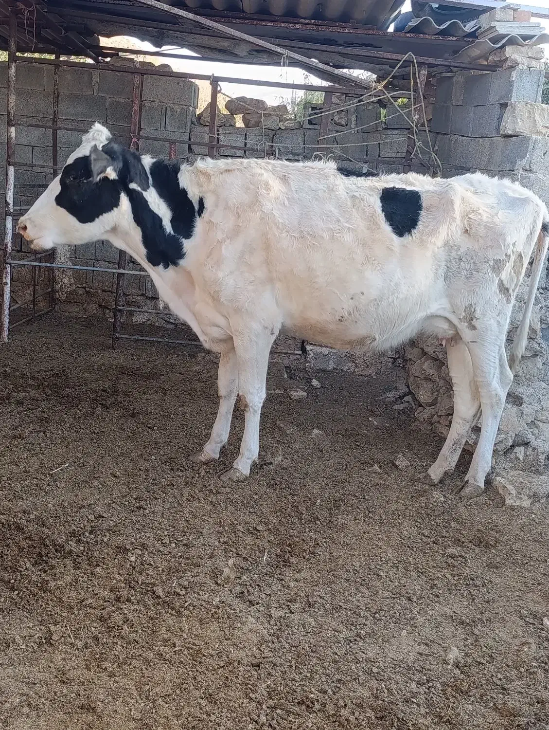 گاو شیری و ابستن|حیوانات مزرعه|ارژن, |دیوار