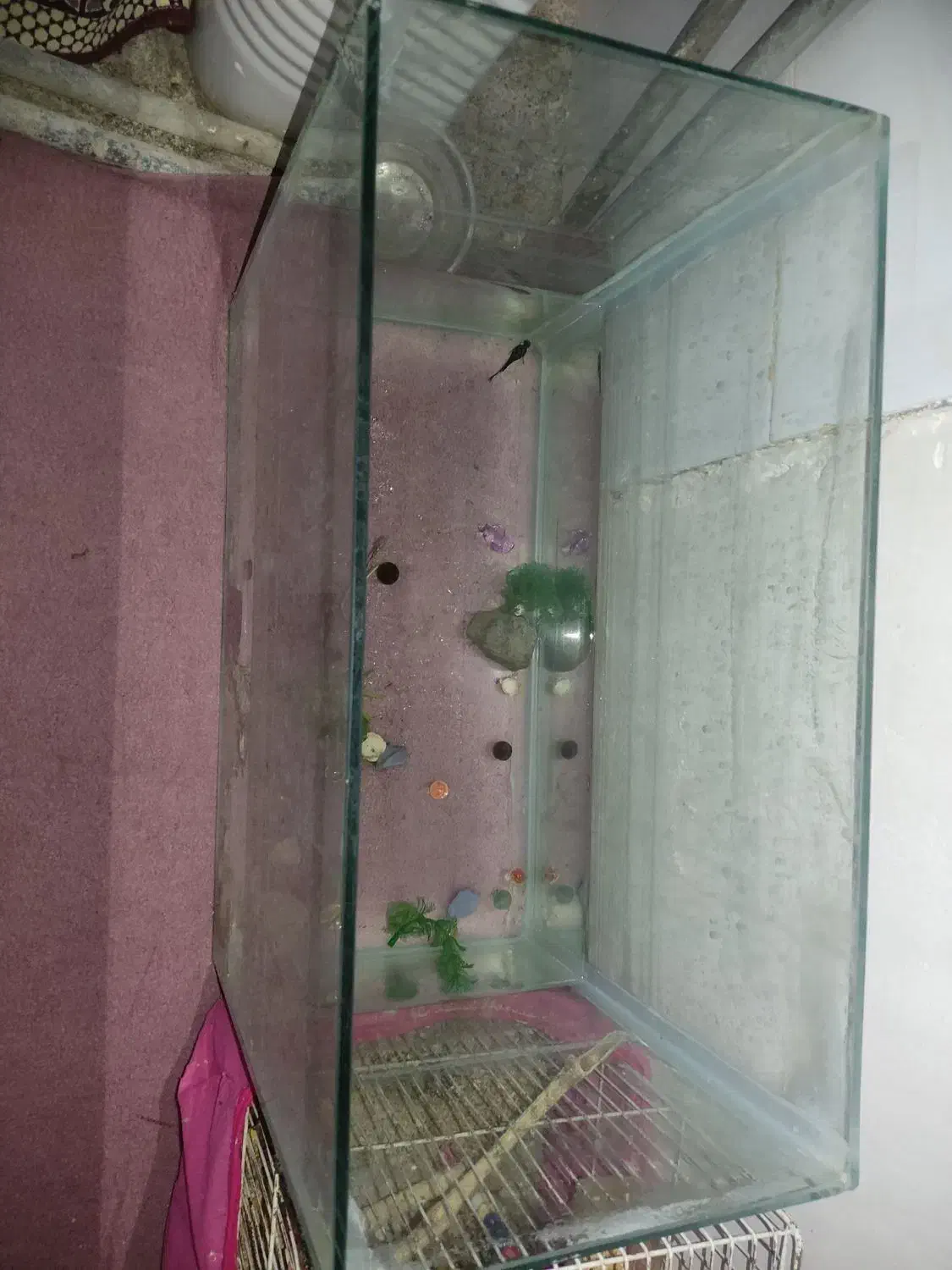 آکواریوم و ماهی|ماهی|شاهرود, |دیوار