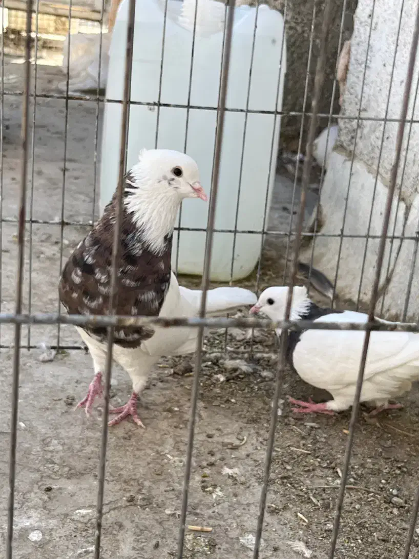 کبوتر طوقی|پرنده|سیریک, |دیوار