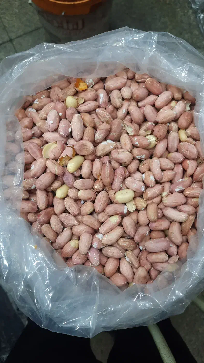 بادام زمینی|عمدهفروشی|قم, باغ شریفی|دیوار