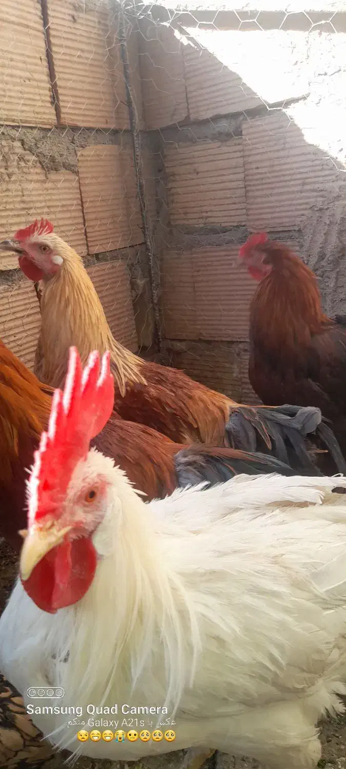 خروس محلی خوب وچاق|حیوانات مزرعه|سبزوار, جهاد کشاورزی|دیوار