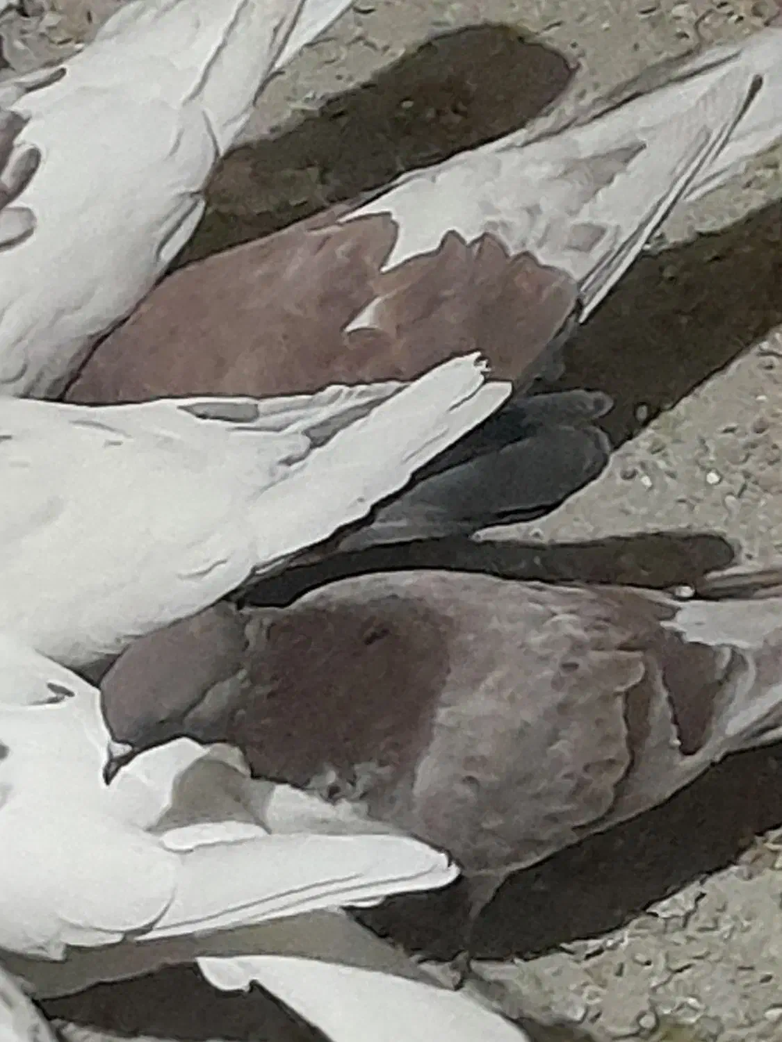 کبوتر اصفهانی، تهرانی  ،کاشانی ،پرشی|پرنده|میمه, |دیوار