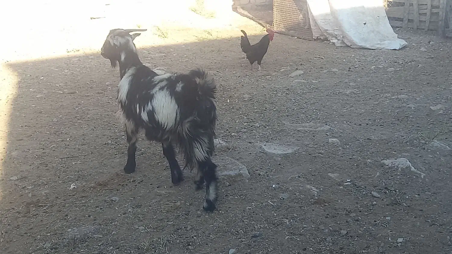 بز داشتی آبستن|حیوانات مزرعه|مرودشت, پشت سایپا|دیوار