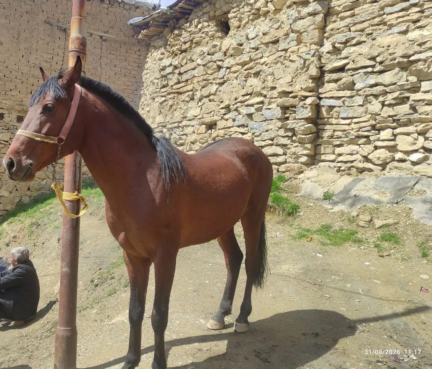 اسب|اسب و تجهیزات اسب‌سواری|مریوان, |دیوار