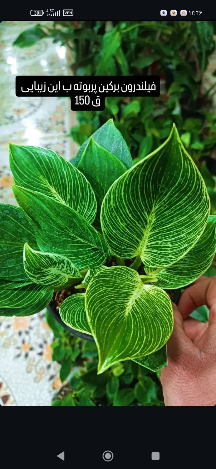 فیلندرون برکین|گل و گیاه طبیعی|یزد, |دیوار