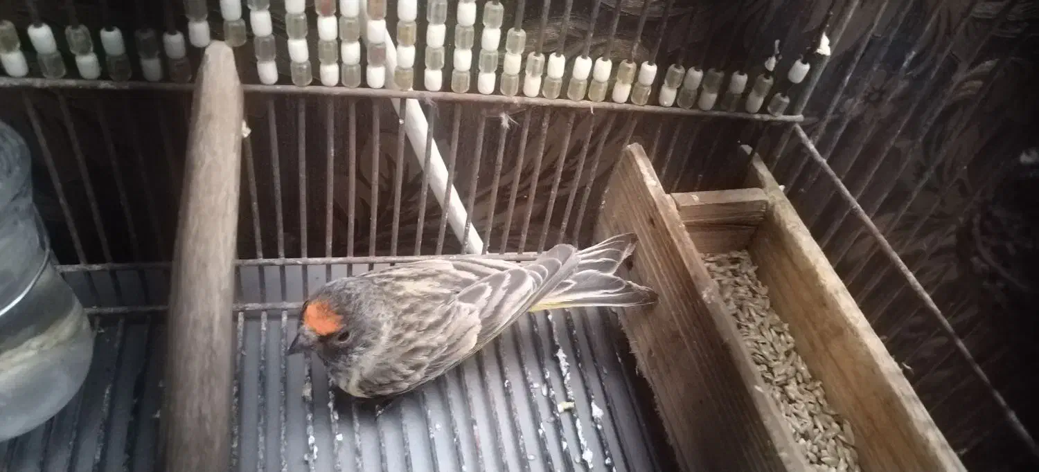 سهره گلبسر|پرنده|زرقان, |دیوار