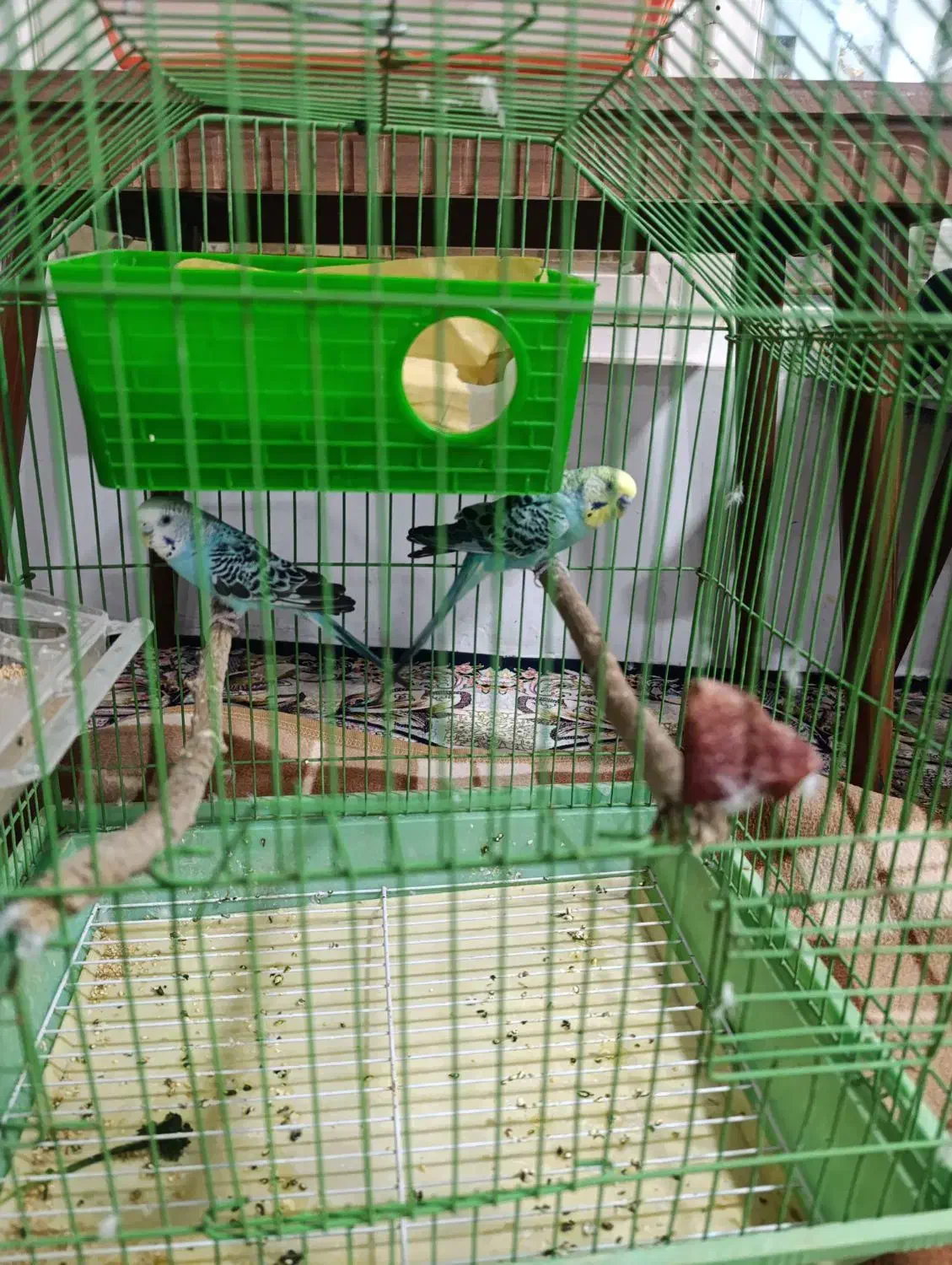 مرغ عشق|پرنده|برازجان, |دیوار