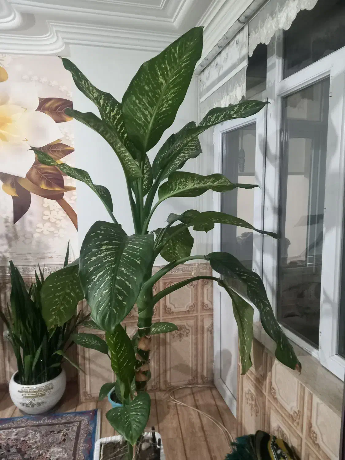 گل طبیعی|گل و گیاه طبیعی|ارومیه, |دیوار