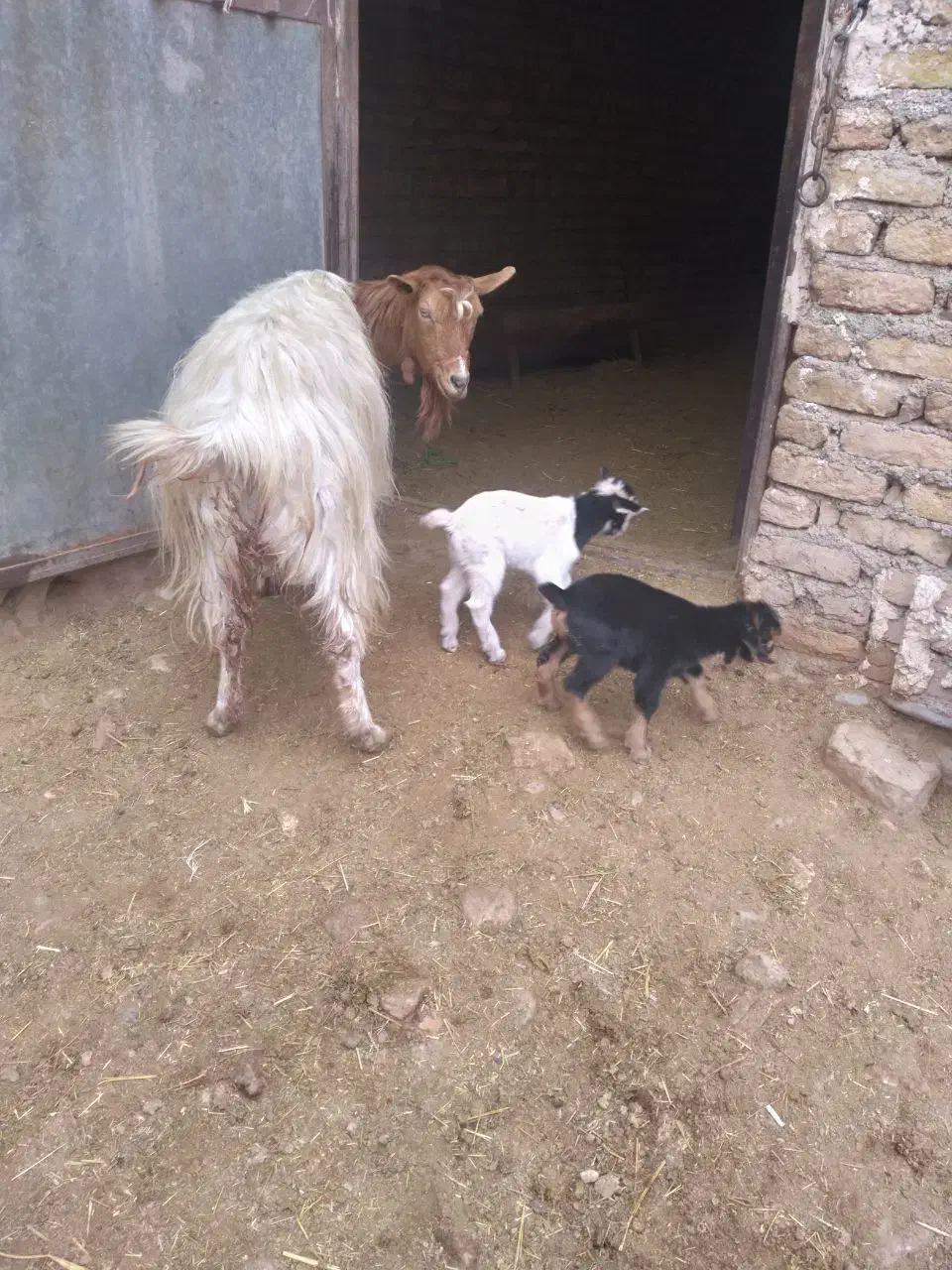 سه عددبزماده فروخته میشود|حیوانات مزرعه|جاجرود, |دیوار