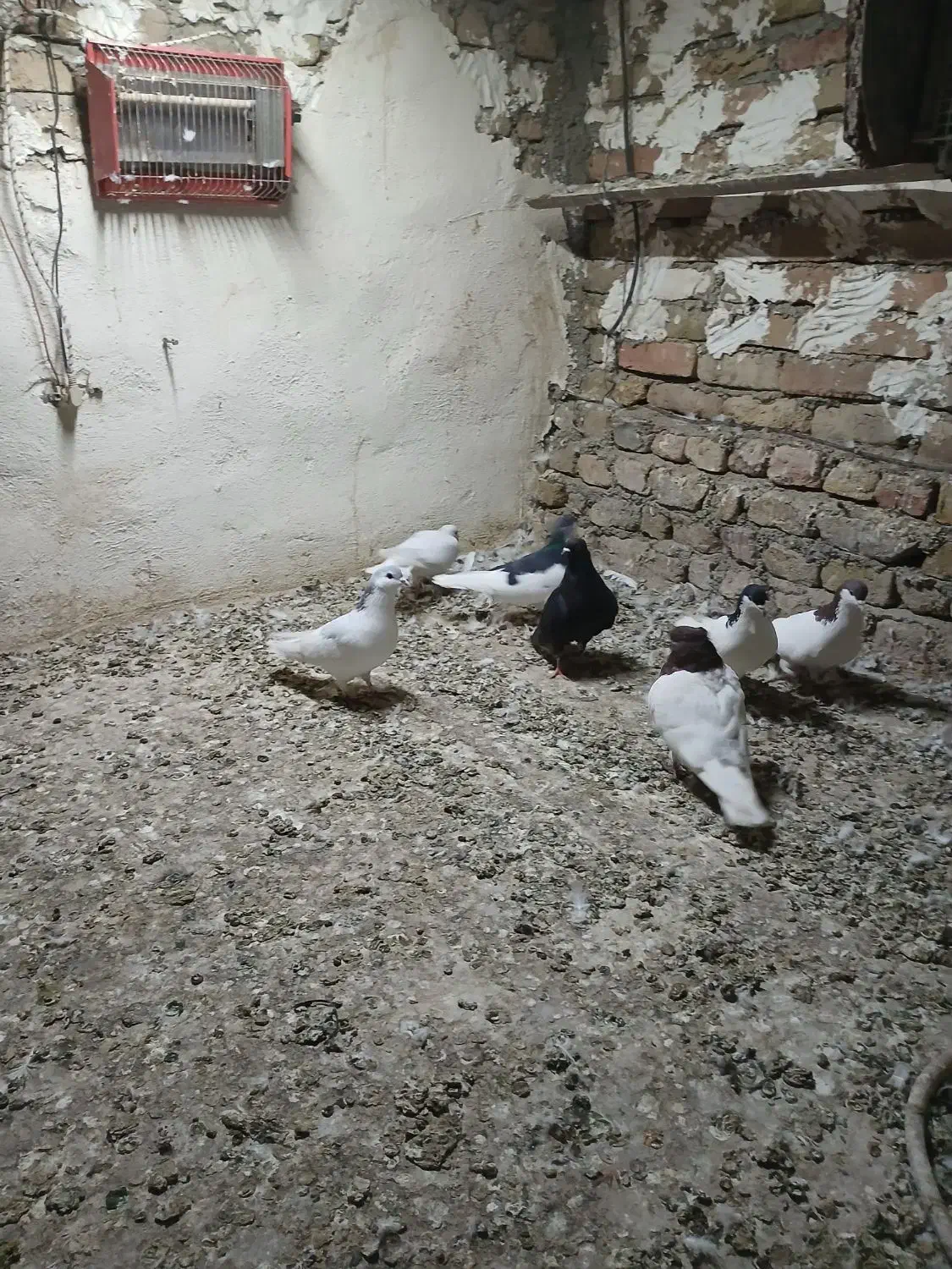 کفتر|پرنده|بشاریات, |دیوار