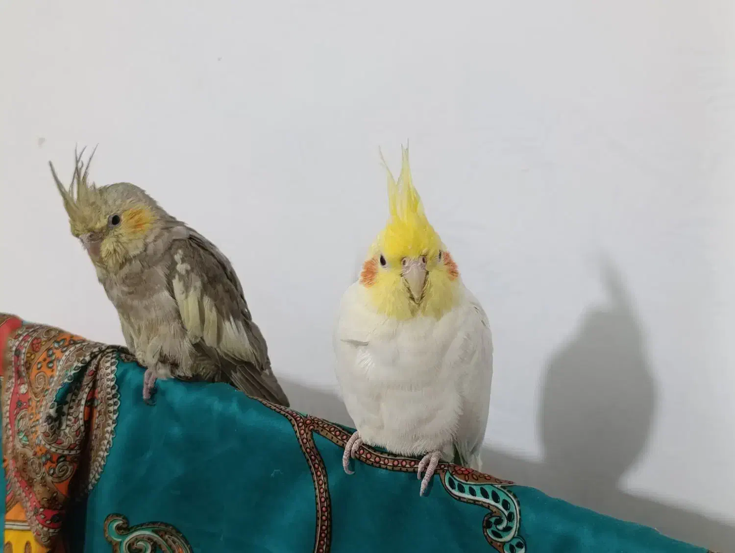 یک جفت عروس هلندی جوون بازیگوش|پرنده|مشهد, نیزه|دیوار