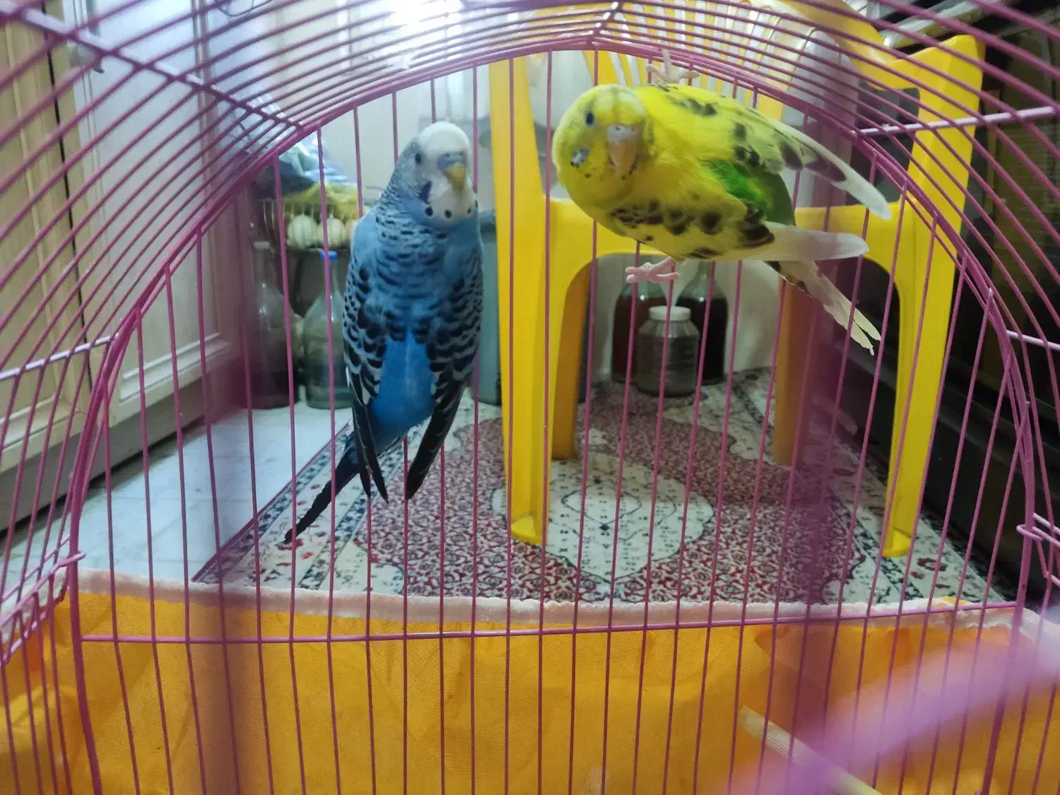 مرغ عشق|پرنده|تهران, نظامآباد|دیوار