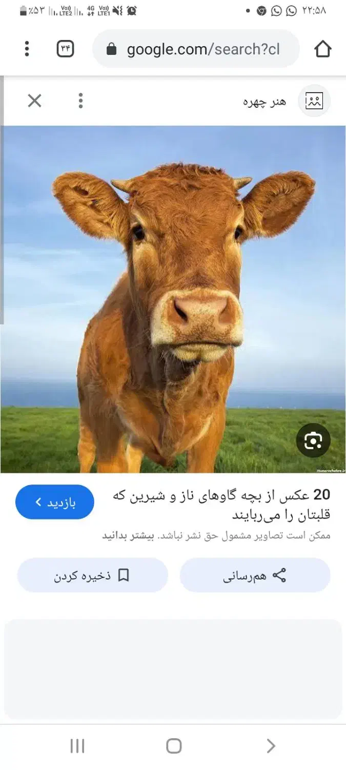 سلام فروش فوری به علت نیاز|حیوانات مزرعه|بم, |دیوار