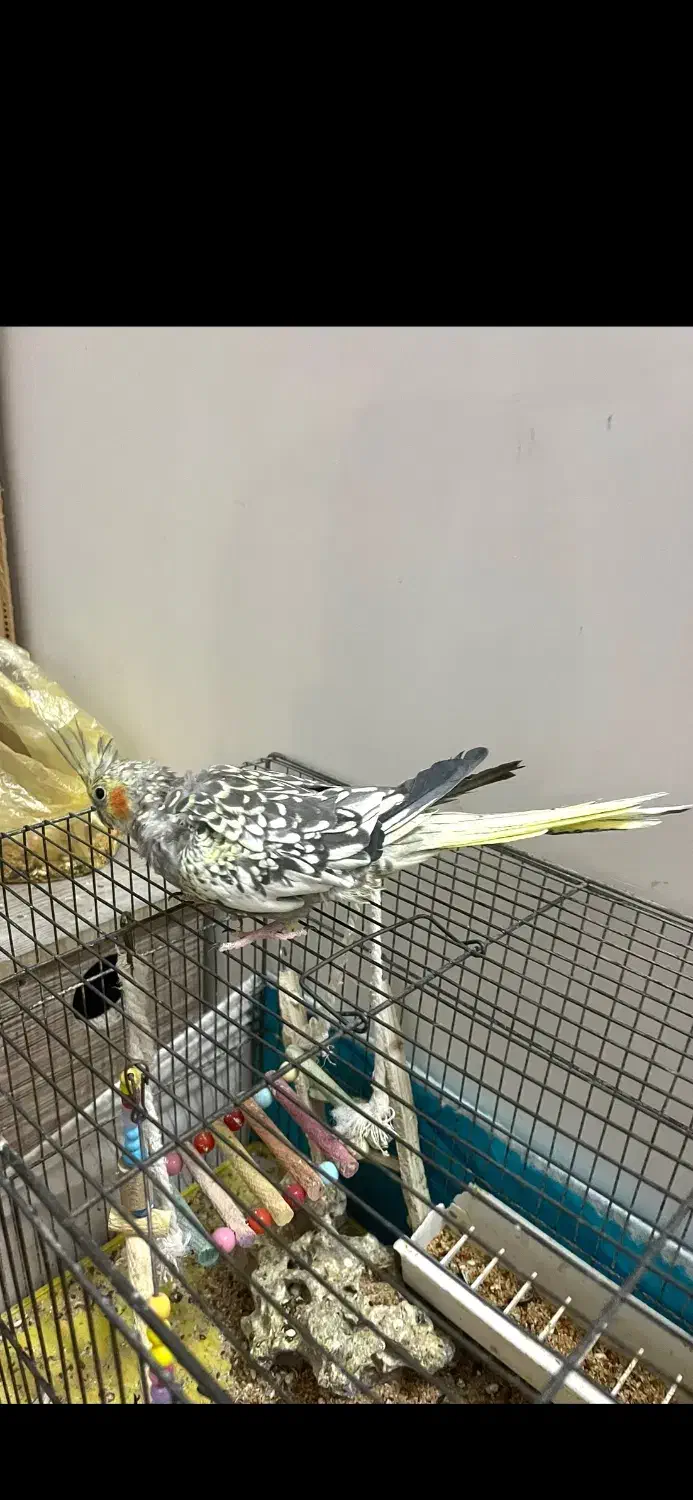 فروش عروس هلندی|پرنده|سراب, |دیوار