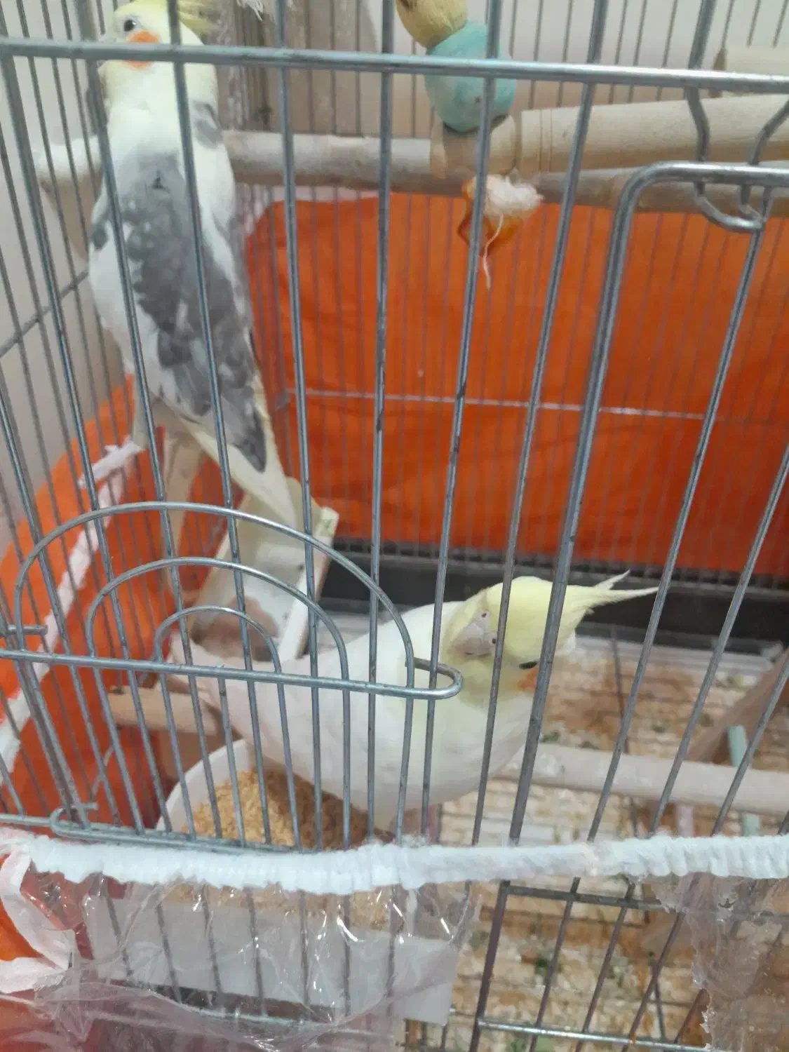 عروس هلندی|پرنده|تهران, آشتیانی|دیوار