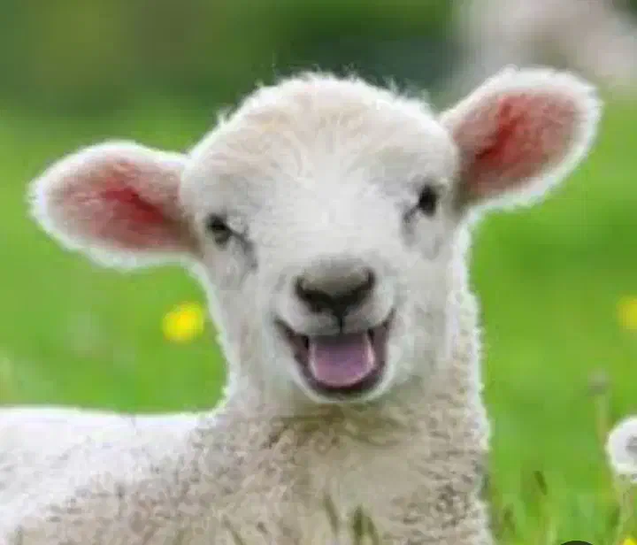 دام گوسفند زنده|حیوانات مزرعه|اندیشه, اندیشه فاز ۱|دیوار