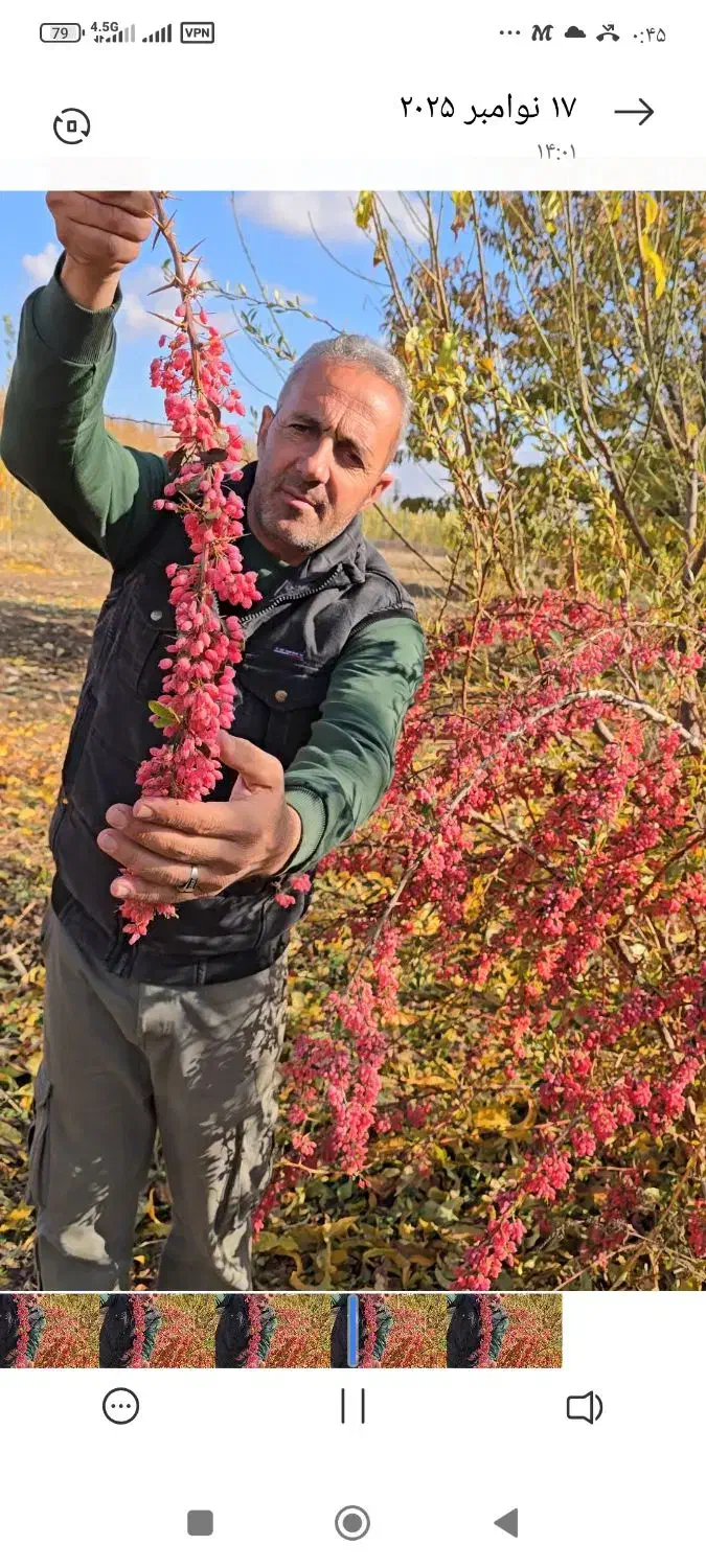 فروش ویژه نهال‌های مثمر و غیر مثمر|خدمات باغبانی و درختکاری|یزد, |دیوار