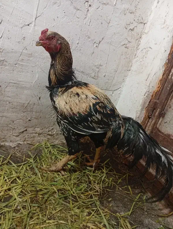 خروس لاری|حیوانات مزرعه|مینودشت, |دیوار