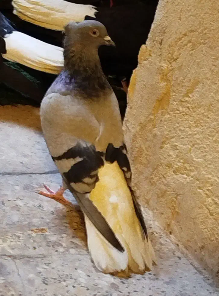 کفتر سبز دم سفید|پرنده|چهاردانگه (تهران), |دیوار