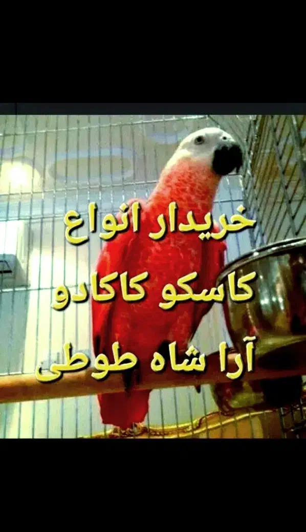 خریدفروش کاسکو اکلکتوس طوطی گرینچیک ردچیک مونچیک|پرنده|اصفهان, دستگرده|دیوار