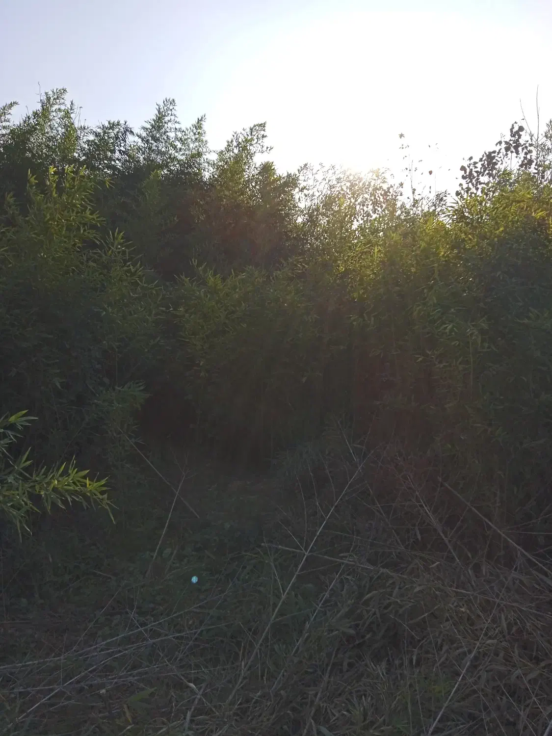 بامبو خیزران نهال با ریشه قالبی|گل مصنوعی|لاهیجان, گلستان|دیوار