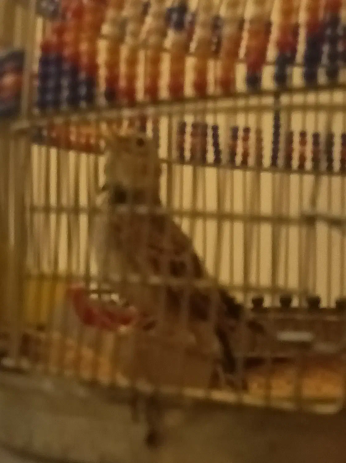 پرندهای زینتی ومولد|پرنده|اسلامشهر, شهرک امام حسین (میان آباد)|دیوار