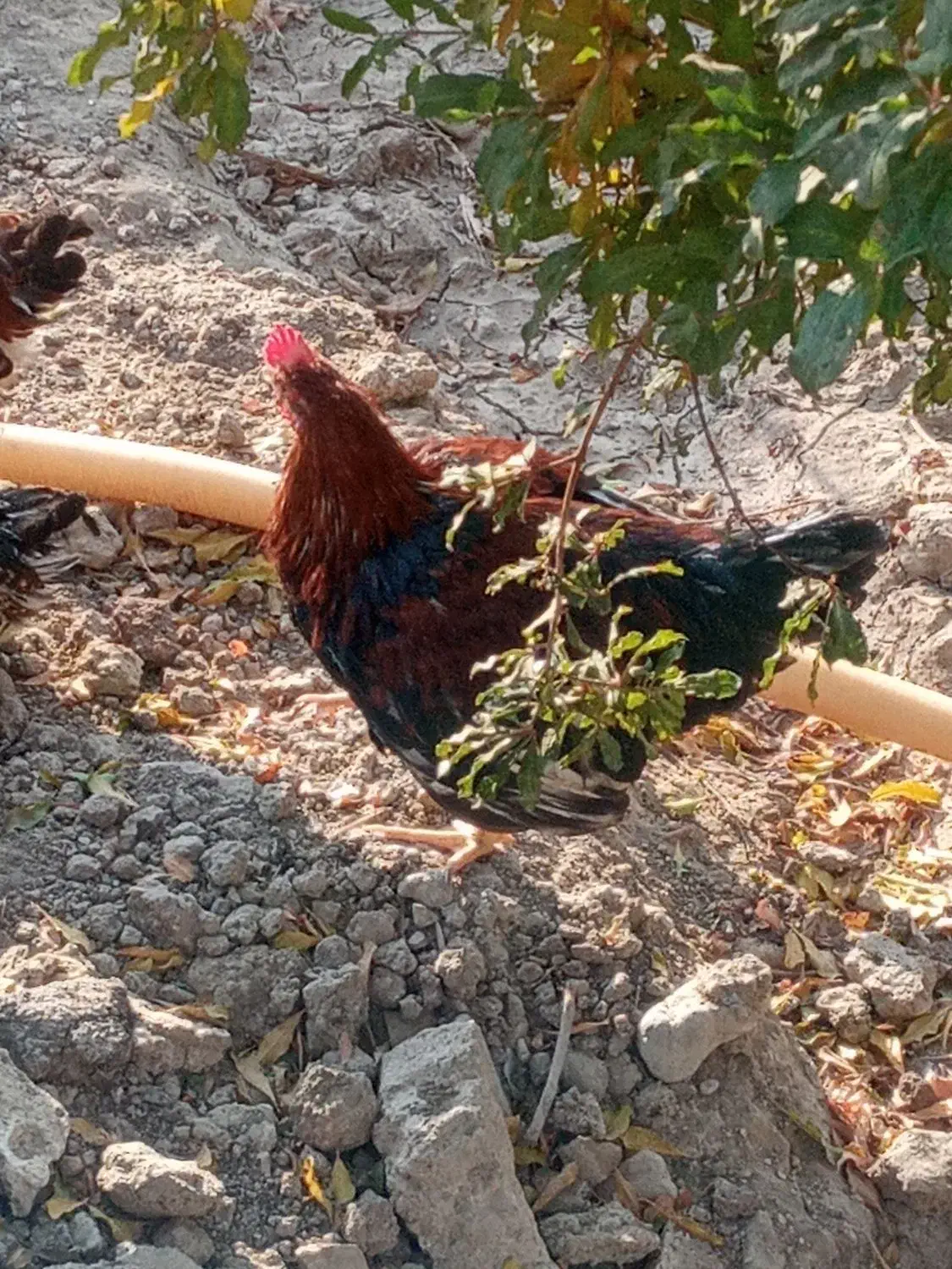 خروس|حیوانات مزرعه|محمدشهر, محمدشهر|دیوار