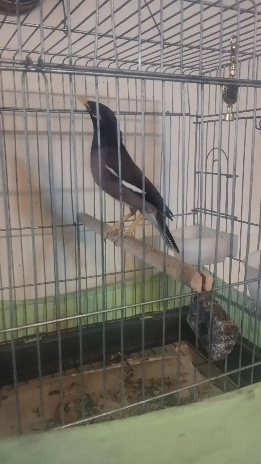 پرنده|پرنده|تهران, ارامنه|دیوار