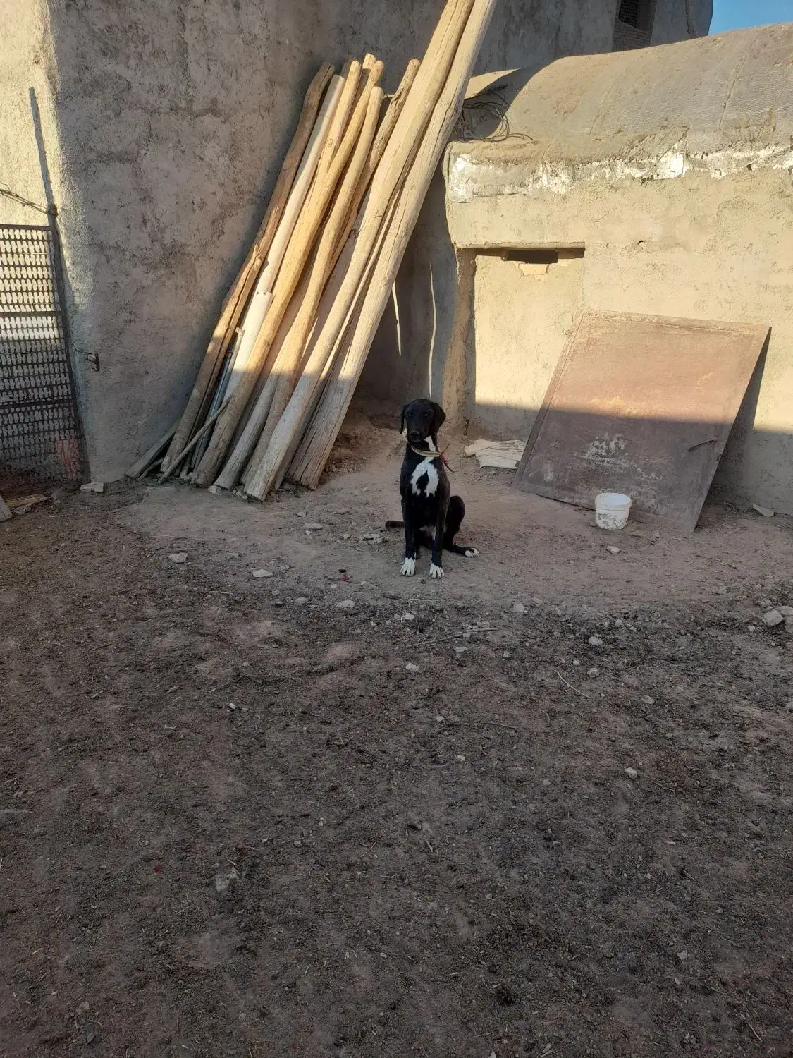 سگ تازی|سگ|اراک, |دیوار